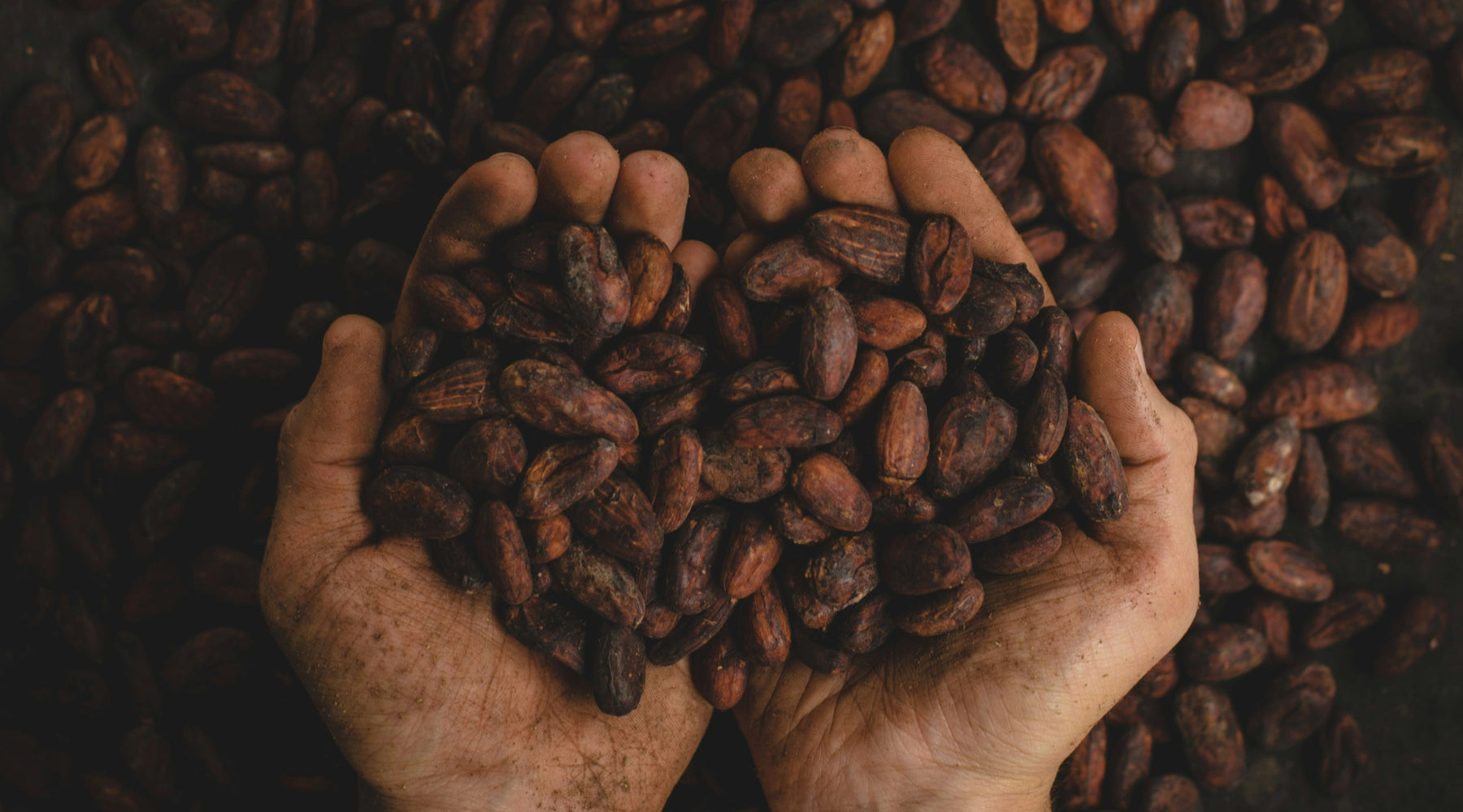 Kakaobutter: Ursprung, Herstellung, Anwendung & Nutzen